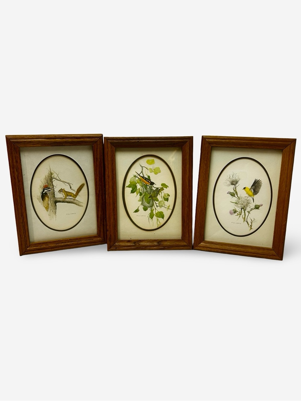 Set of 3 Vintage Bird and Nature Prints by M.G. Loates. Oak Frames, Wildlife Art